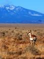 Antelope Doe w Peaks_Portirat